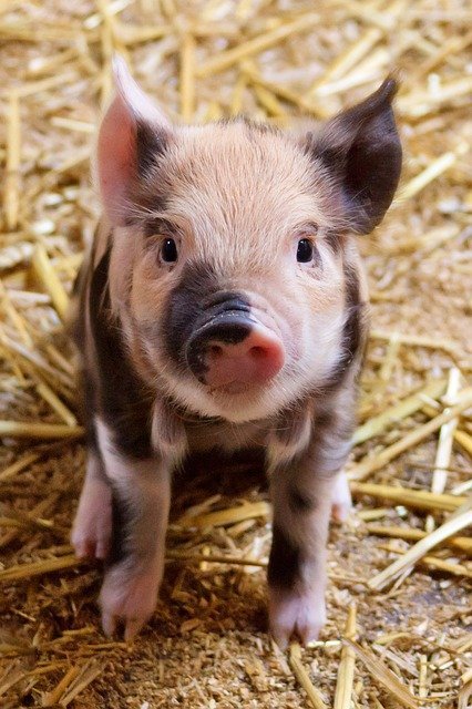 Porci